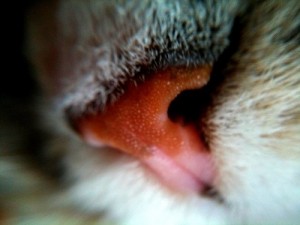 cat-nose-smelling-food