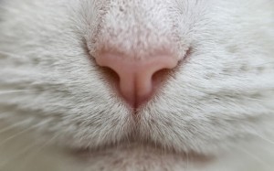 close-up-macro-photo-nose-white-cat-hd-cats-wallpapers