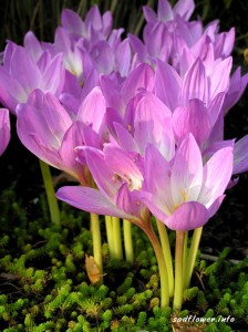 colchicum