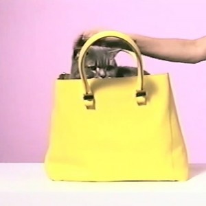 cute-cat-in-yellow-handbag-victoria-beckham-handbag-cats-designer-bags