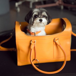 ralph-lauren-dog-walk-handbag-collection-cute-dog-in-orange-handbag