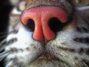 resized cat nose