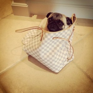 the-saturdays-frankie-sandford-puppy-dog-in-louis-vuitton-handbag-cute-animas-in-designer-handbags