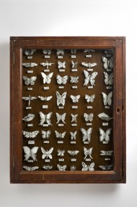 Butterfly-CabinetKATHARINE-MORLING_0020