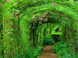 tunnel-of-roses