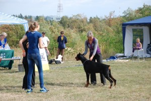 Vistavka sobak v Kishineve 2014-209