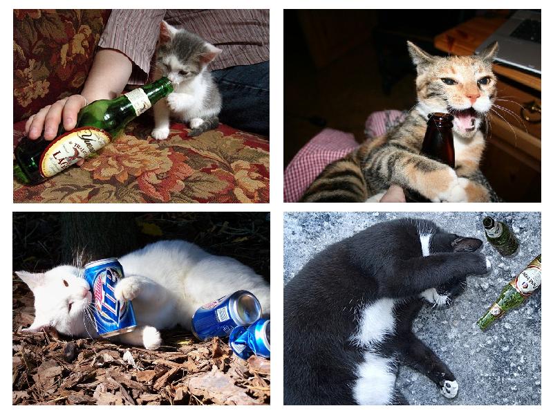 drunk-cats