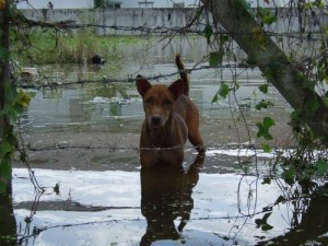 thailand-navodnenie (4)