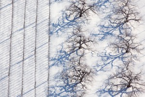 Orchard and Vineyard Snow Shadows