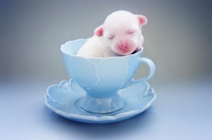 Cuteness-Explosion-Animals-In-Cups11__880