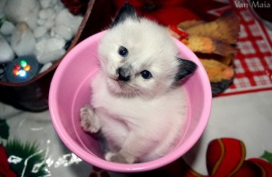 Cuteness-Explosion-Animals-In-Cups16__880