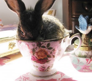 Cuteness-Explosion-Animals-In-Cups1__880