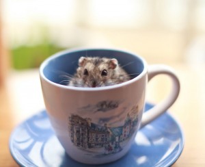 Cuteness-Explosion-Animals-In-Cups2__700