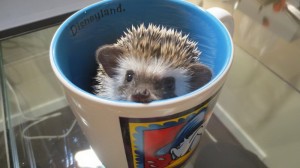 Cuteness-Explosion-Animals-In-Cups32__880