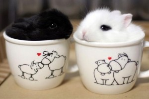 Cuteness-Explosion-Animals-In-Cups34__700