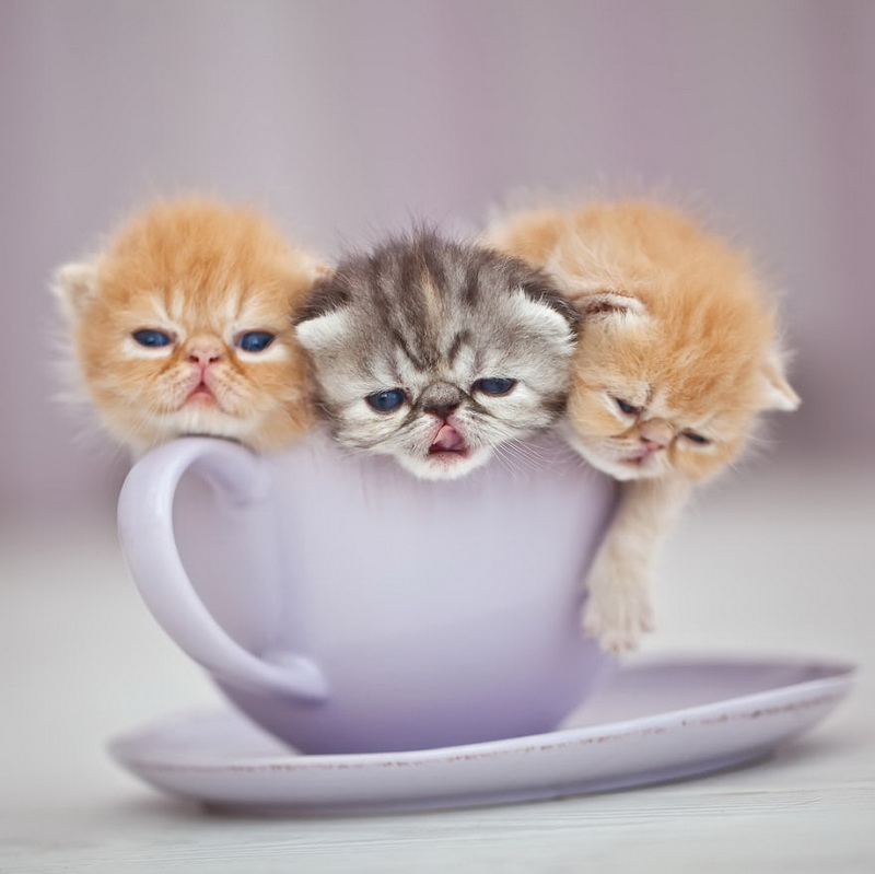 Cuteness-Explosion-Animals-In-Cups35__880