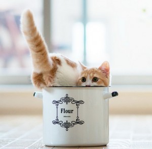 Cuteness-Explosion-Animals-In-Cups37__880