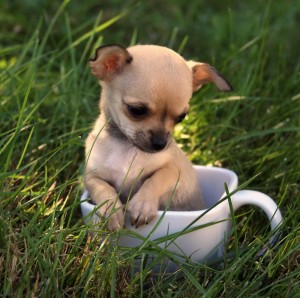 Cuteness-Explosion-Animals-In-Cups39__880