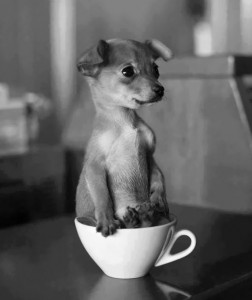 Cuteness-Explosion-Animals-In-Cups40__700