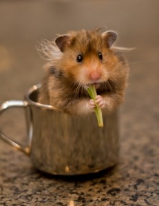 Cuteness-Explosion-Animals-In-Cups42__880