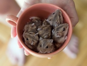 Cuteness-Explosion-Animals-In-Cups7__880