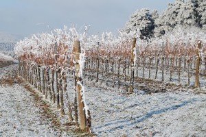 Loimer Vineyards Snow1