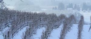 Snow_Covered_Vineyard_by_DancingXInXTheXSky-e1322737567292