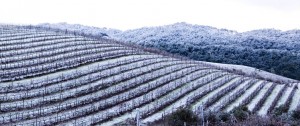 Vineyard-snow-20111