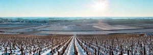 Winter-Vineyard-10002335