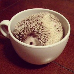 cute-animals-in-cups-47__880