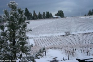 grapes-in-winter