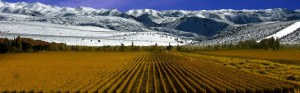 mendoza_vineyard_with_snow_mountains