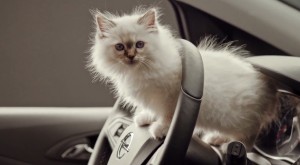 Opel-Werbespot-Katzen