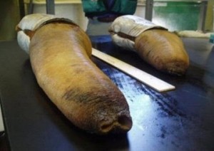 geoduck4