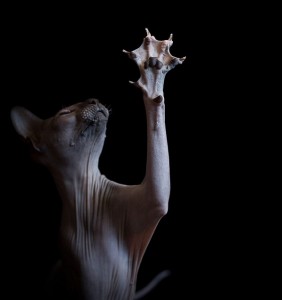 sphynx_cat1