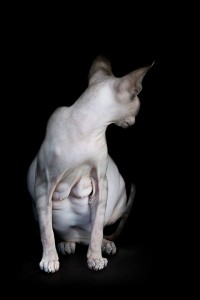 sphynx_cat10