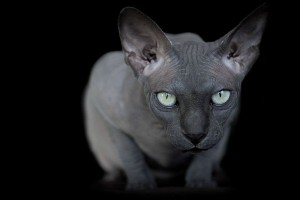 sphynx_cat13