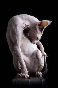 sphynx_cat2