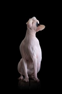 sphynx_cat6