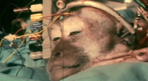 Monkey_Brain_Transplant