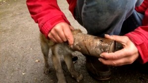 Fox_cub_with_his_head_stuck_in_a_tin_ca