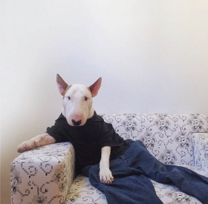 bull-terrier-jimmy-choo-14