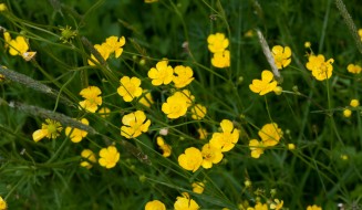 Buttercup (Ranunculus acris)